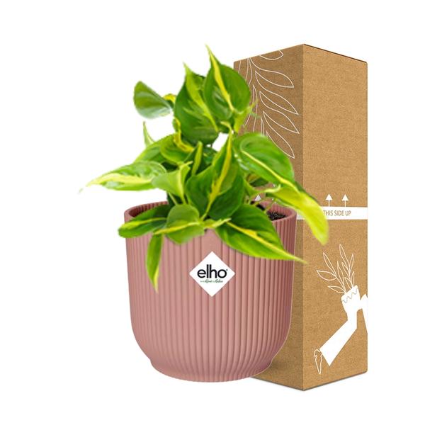 Philodendron Scandens Brasil - ↕ ca. 20 cm - Ø 14 cm | ELHO Vibes Fold Übertopf rosa