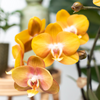Nachtfalterorchidee - KOMBI ANGEBOT von 2 orangenen Phalaenopsis-Orchideen - ↕ 40 cm - Ø 12 cm