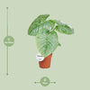 Philodendron Sodiroi - ↕ 45 cm - Ø 15 cm