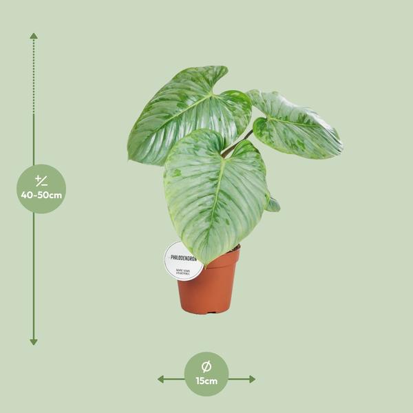 Philodendron Sodiroi - ↕ 45 cm - Ø 15 cm