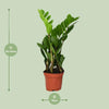 Glücksfeder - Zamioculcas Zamiifolia - ↕ 40 cm - Ø 12 cm