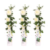3x Kletterrose – Rosa Crazy in Love 'Vanilla' – ↕ 65 cm – Ø 15 cm