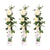 3x Kletterrose – Rosa Crazy in Love 'Vanilla' – ↕ 65 cm – Ø 15 cm