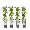 4x Schlingknöterich – Fallopia baldschuanica – ↕ 65 cm – Ø 15 cm