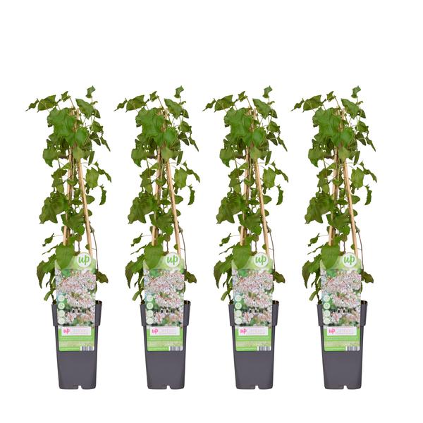 4x Schlingknöterich – Fallopia baldschuanica – ↕ 65 cm – Ø 15 cm
