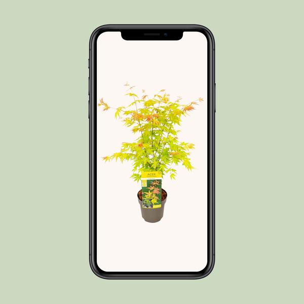 Fächerahorn – Acer palmatum Orange Dream – ↕ 50 cm – Ø 19 cm