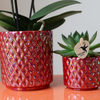 Nachtfalterorchidee - Rote Phalaenopsis-Orchidee Congo - ↕ 40 cm - Ø 9 cm | Red Pearl-Topf
