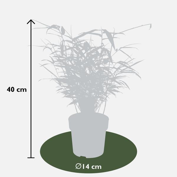 8x Bambus – Fargesia rufa – ↕ 40 cm – Ø 14 cm