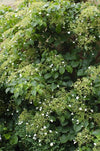 4x Kletterhortensie – Hydrangea petiolaris – ↕ 65 cm – Ø 15 cm
