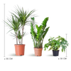 3x Zimmerpflanzen für halbschattige Standorte - Monstera Minima, Glücksfeder & Drachenbaum - ↕ 25–95 cm - Ø 12–21 cm
