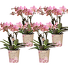 4x Nachtfalterorchidee – Phalaenopsis Orchidee – Treviso – Ø 12 cm – COMBI DEAL