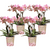4x Nachtfalterorchidee – Phalaenopsis Orchidee – Treviso – Ø 12 cm – COMBI DEAL