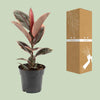 Gummibaum - Ficus Elastica Belize - ↕ 55 cm - Ø 17 cm