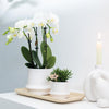 2x Nachtfalterorchidee weiß – Phalaenopsis Orchidee – Amabilis – ↕ ca. 35–45 cm – Ø 9 cm – COMBI DEAL
