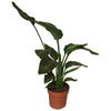 Strelitzia Nicolai - ↕ 65 cm - Ø 17 cm