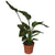 Strelitzia Nicolai - ↕ 65 cm - Ø 17 cm