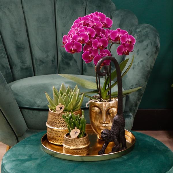 4x Nachtfalterorchidee lila – Phalaenopsis Orchidee – Morelia – Ø 9 cm – COMBI DEAL (Übersetzung aus NL)