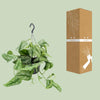 Efeutute – Scindapsus Pictus Trebie – ↕ 25 cm – Ø 15 cm