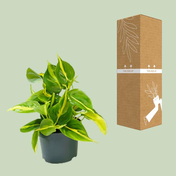 Philodendron Scandens Brasil - ↕ 15 cm - Ø 12 cm