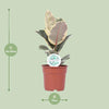 Gummibaum - Ficus Elastica Tineke - ↕ 50 cm - Ø 17 cm