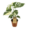 Fensterblatt - Monstera Thai Constellation - ↕ 50 cm - Ø 15 cm