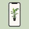 Strelitzia Nicolai - ↕ 90 cm - Ø 19 cm - V2