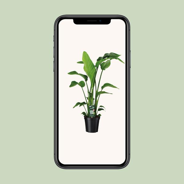 Strelitzia Nicolai - ↕ 90 cm - Ø 19 cm - V2