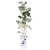 Rose - Rosa Crazy in love 'Vanilla' - Creme-Rose - Ø15cm - ↕65cm