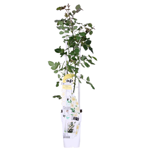 Rose - Rosa Crazy in love 'Vanilla' - Creme-Rose - Ø15cm - ↕65cm