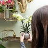 Nachtfalterorchidee gelb – Phalaenopsis Orchidee – ↕ ca. 35–45 cm – Ø 9 cm