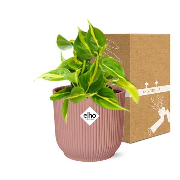 Philodendron Scandens Brasil - ↕ ca. 20 cm - Ø 14 cm | ELHO Vibes Fold Übertopf rosa