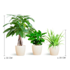 3x Tierfreundliche Zimmerpflanzen - Pachira, Grünlilie & Kaffeepflanze - ↕ 20–35 cm - Ø 12 cm | Viber-Übertopf Weiß