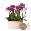 Pflanzenset Lila – 3x Phalaenopsis Morelia lila 9 cm & 3x Grünpflanzen – inkl. Baumwollkorb mit Wassertank – Dschungelstrauß Lila