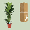 Geigen-Feige - Ficus Lyrata - ↕ 90 cm - Ø 21 cm