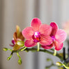 4x Nachtfalterorchidee rot – Phalaenopsis Orchidee – Kongo – Ø 9 cm – COMBI DEAL