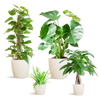 4x Pflegeleichte Zimmerpflanzen - Grünlilie, Glückskastanie, Efeutute & Monstera - ↕ 25–80 cm - Ø 12–21 cm | Viber-Übertopf Weiß