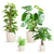 4x Pflegeleichte Zimmerpflanzen - Grünlilie, Glückskastanie, Efeutute & Monstera - ↕ 25–80 cm - Ø 12–21 cm | Viber-Übertopf Weiß