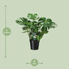 Fensterblatt - Monstera Deliciosa - ↕ 65 cm - Ø 21 cm
