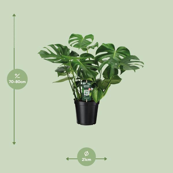 Fensterblatt - Monstera Deliciosa - ↕ 65 cm - Ø 21 cm