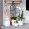 Nachtfalterorchidee – Überraschungsbox Mix – 4 verschiedene Phalaenopsis Orchideen