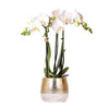 Nachtfalterorchidee - Phalaenopsis Amabilis weiß - ↕ 40 cm - Ø 9 cm | Elite-Topf Gold
