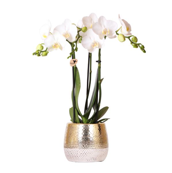 Nachtfalterorchidee - Phalaenopsis Amabilis weiß - ↕ 40 cm - Ø 9 cm | Elite-Topf Gold