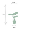 Strelitzia Nicolai - ↕ 85 cm - Ø 19 cm + Alocasia Macrorrhiza - ↕ 70 cm - Ø 19 cm