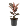 Gummibaum ‚Belize‘ – Ficus elastica