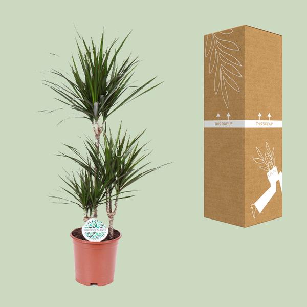Drachenbaum - Dracaena Marginata - ↕ 115 cm - Ø 21 cm