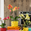 Nachtfalterorchidee - 2x Phalaenopsis orange - KOMBI ANGEBOT - Ø 12 cm