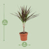Drachenbaum - Dracaena Magenta - ↕ 50 cm - Ø 12 cm