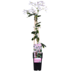 Immergrüne Clematis – Clematis armandii Apple Blossom – ↕ 65 cm – Ø 15 cm