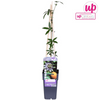 Passionsblume – Passiflora caerulea Blau – ↕ 65 cm – Ø 15 cm