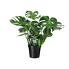 Fensterblatt - Monstera Deliciosa - ↕ 65 cm - Ø 21 cm
